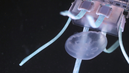 软体机器人可轻柔抓住深海水母