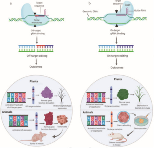 基因编辑如何摆脱“脱靶”困扰