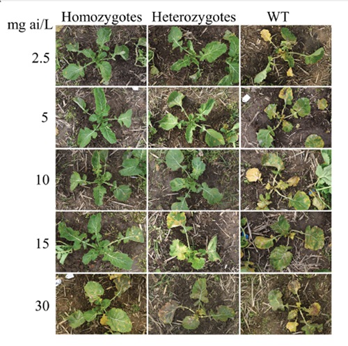 科学家首创抗除草剂甘蓝型油菜新种质
