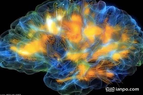 Brain Research期刊