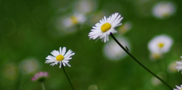 c4d预设怎么安装