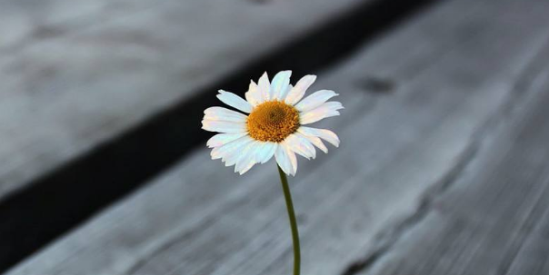 怎么写出分值高的sci论文？