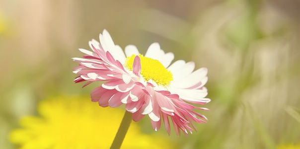 分享几个高分值sci论文投递要求