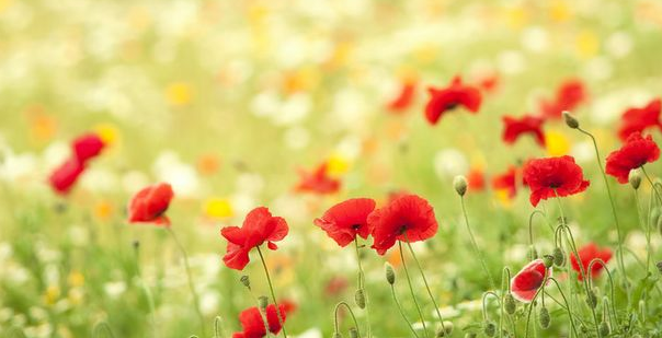 SCI论文润色为什么如此重要?