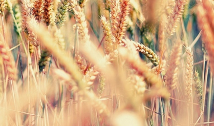 毕业论文大纲要怎样写？