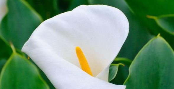 论文致谢重复算抄袭吗