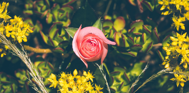 如何撰写毕业论文的开题报告？