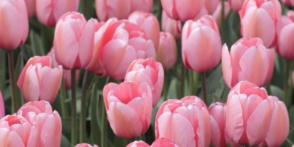 论文开题报告的内容应该怎样写？