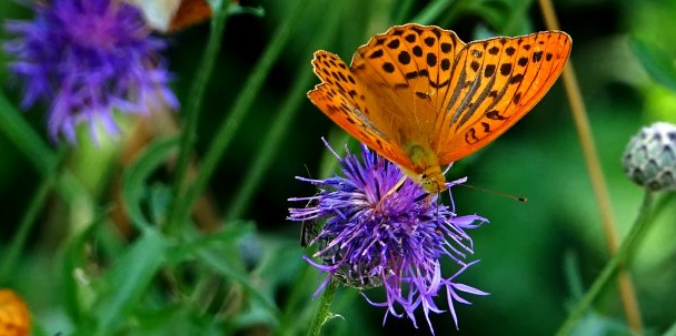 答辩用的PPT怎样做？