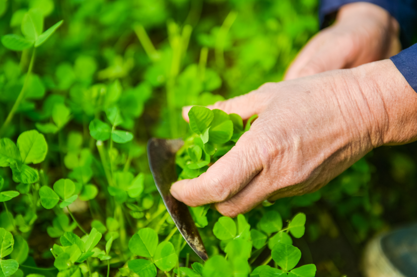 中科院博士：“耕种”从来不只是一种迫不得已的选择