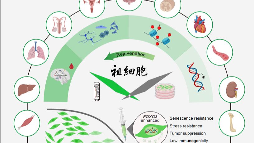 Cell：十年磨一剑，刘光慧等团队解锁延缓灵长类衰老的祖细胞密码