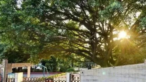 20位本科生，获国自然项目资助！