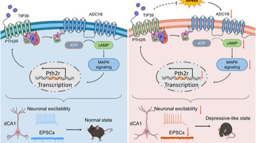 吉林大学孙冬等团队发现改善抑郁样行为的潜在新策略