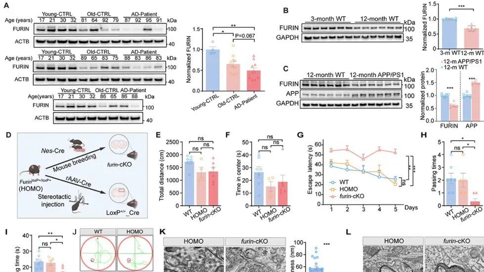 重庆医科大学陈国俊团队研究脑FURIN缺乏通过ITGAV成熟损害星形细胞脂质吞噬