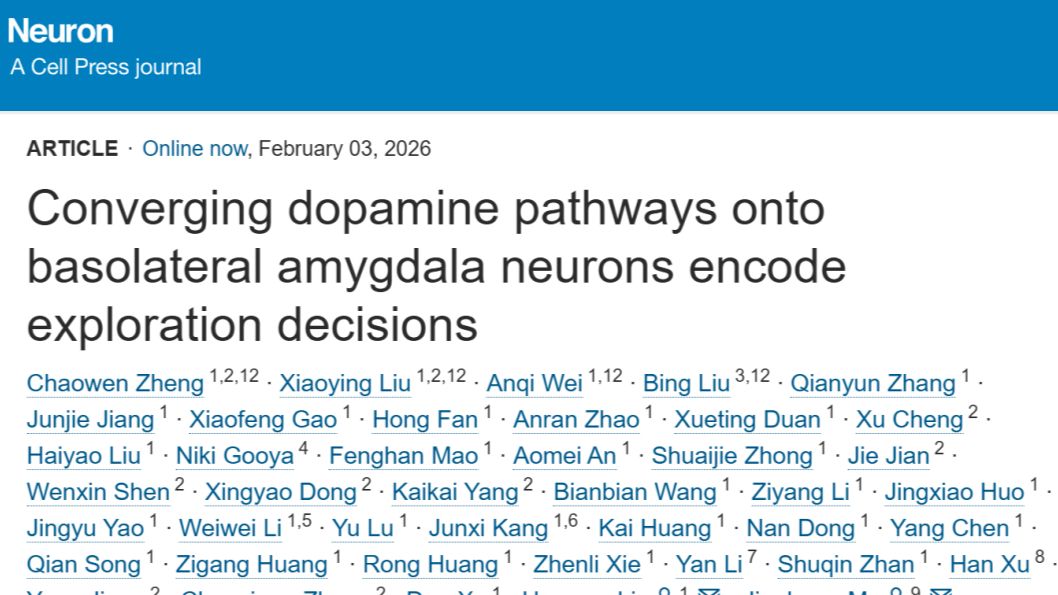 西安交通大学王昌河等揭示大脑的“探索-决策”信号枢纽