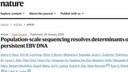 《Nature》揭示EBV持续感染核心机制：抗原加工可变性由免疫基因异质性驱动，B细胞与抗原呈递细胞是关键