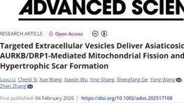上海交通大学张振等团队发现减轻增生性瘢痕形成的潜在新策略
