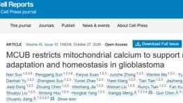 Cell子刊 | 哈尔滨医科大学蒋传路等发现胶质瘤靠限钙保稳态，饿不死也打不疼