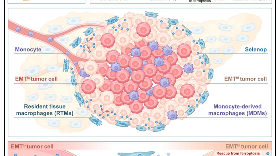 上海交通大学最新《Cell》！