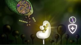 植物如何认出"墙壁被拆"！《Science》发现植物把细胞壁破损当作入侵警报